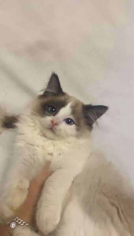Ragdoll kittens for sale in Middlesbrough, North Yorkshire – 10 weeks old - Image 3 of 6