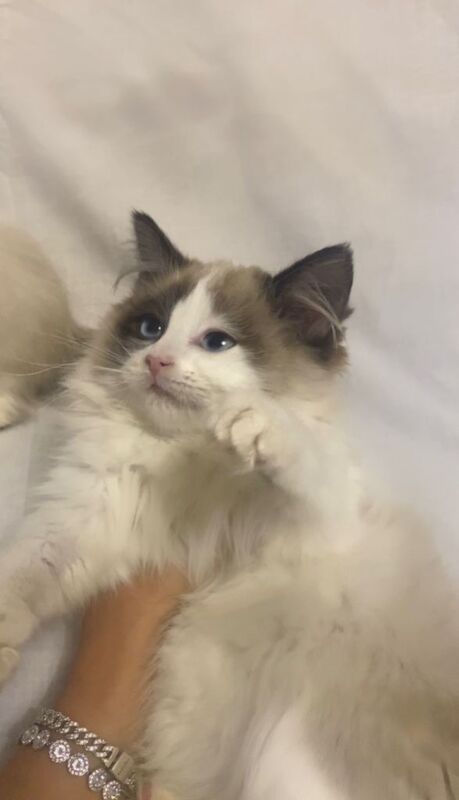 Ragdoll kittens for sale in Middlesbrough, North Yorkshire – 10 weeks old - Image 4 of 6