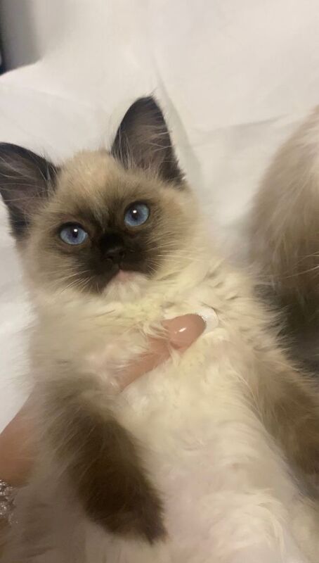 Ragdoll kittens for sale in Middlesbrough, North Yorkshire – 10 weeks old - Image 5 of 6