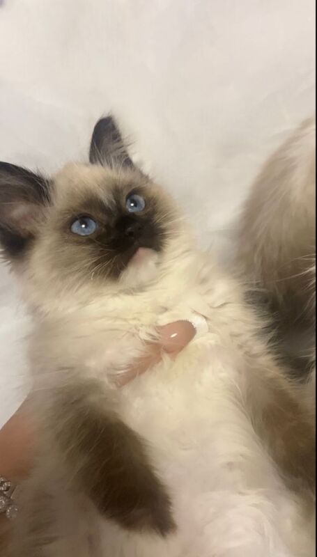Ragdoll kittens for sale in Middlesbrough, North Yorkshire – 10 weeks old - Image 6 of 6