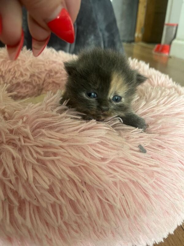 4 ragdoll kittens