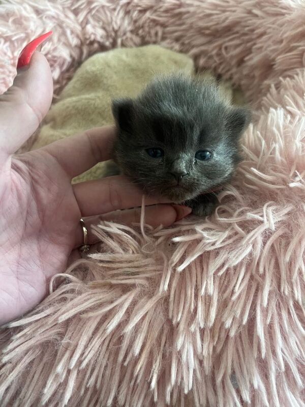 4 ragdoll kittens - Image 2 of 6