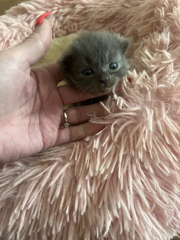 4 ragdoll kittens - Image 3 of 6