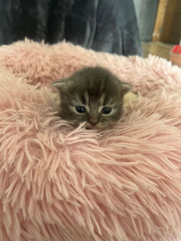 4 ragdoll kittens - Image 4 of 6