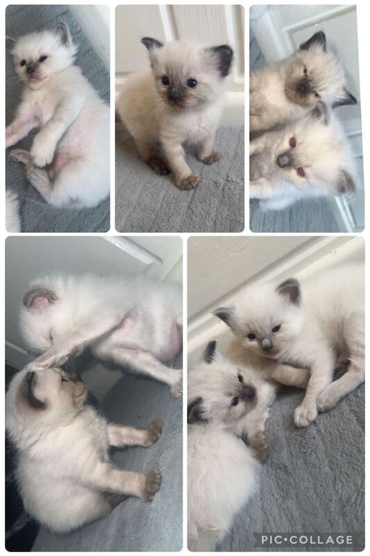 4 Ragdoll kittens for sale