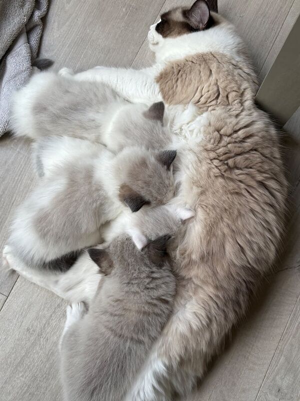 4 stunning Ragdoll kittens, GCCF reg 3 boys 1 girl for sale in Wrexham / Wrecsam, Clwyd