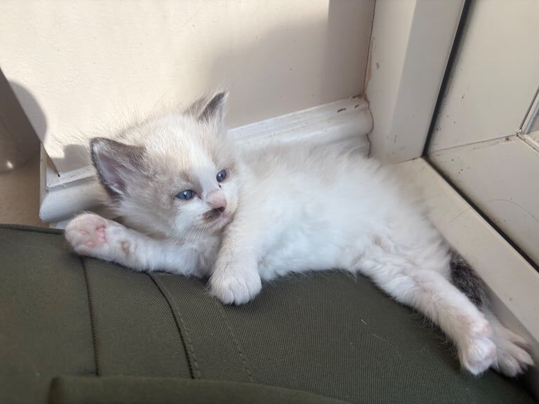 4 stunning Ragdoll kittens, GCCF reg 3 boys 1 girl for sale in Wrexham / Wrecsam, Clwyd | Image 3