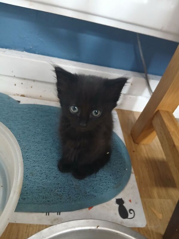 Ragdoll kittens for sale in Chelmsford, Essex – 3 months old