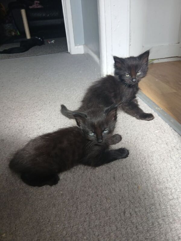 Ragdoll kittens for sale in Chelmsford, Essex – 3 months old - Image 2 of 3