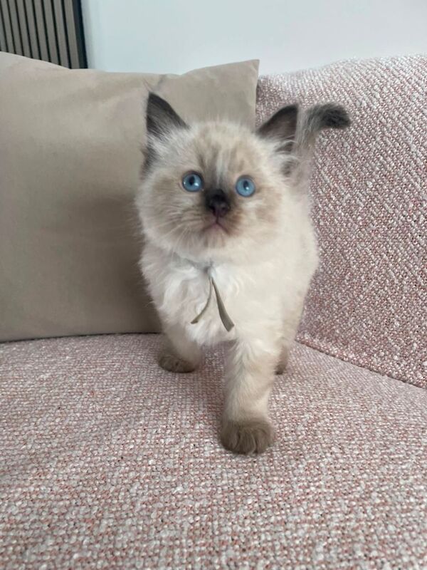 5 Adorable Ragdoll Kittens – 3 Boys & 2 Girls