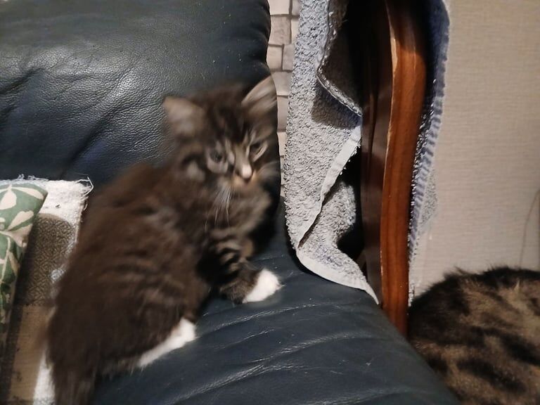 Ragdoll kittens for sale in South Side, City of Edinburgh – 7 weeks old