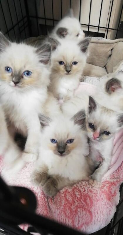 Ragdoll kittens for sale in Peterhead, Aberdeenshire – 10 weeks old