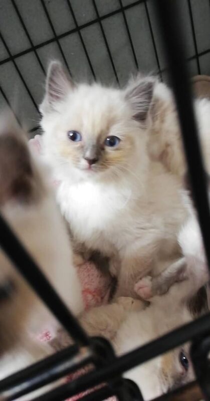 Ragdoll kittens for sale in Peterhead, Aberdeenshire – 10 weeks old - Image 2 of 3
