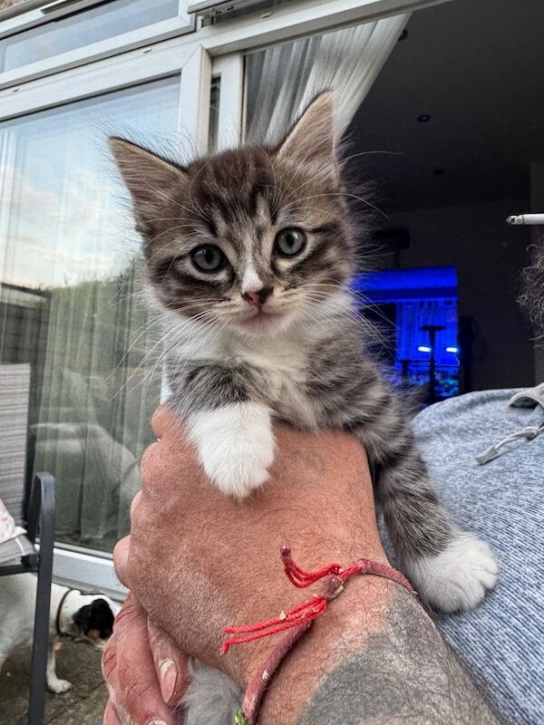 Ragdoll kittens for sale in Mitcham, Greater London – 8 weeks old
