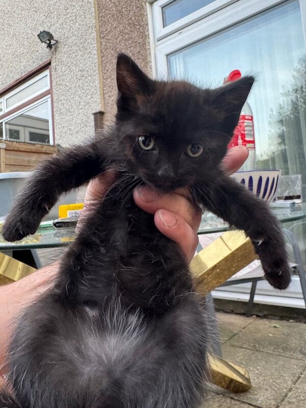 Ragdoll kittens for sale in Mitcham, Greater London – 9 weeks old - Image 2 of 3