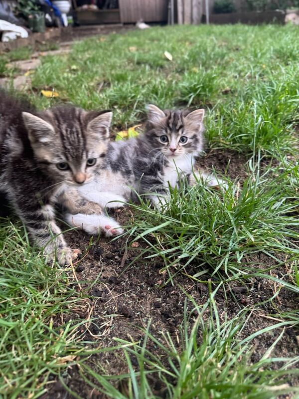 Ragdoll kittens for sale in Mitcham, Greater London – 9 weeks old - Image 3 of 3