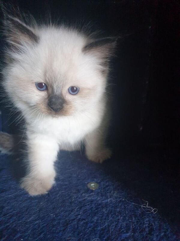 5 fluffy Sealpoint ragdoll kittens for sale in Holywell, Bedfordshire