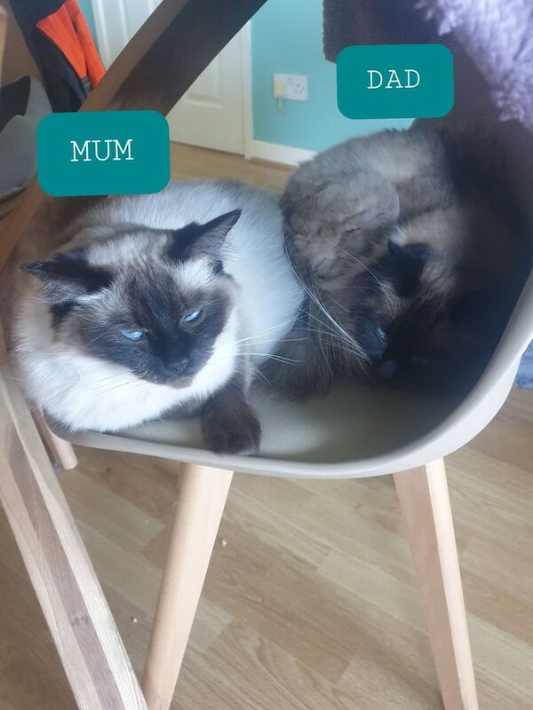 5 fluffy Sealpoint ragdoll kittens for sale in Holywell, Bedfordshire | Image 2