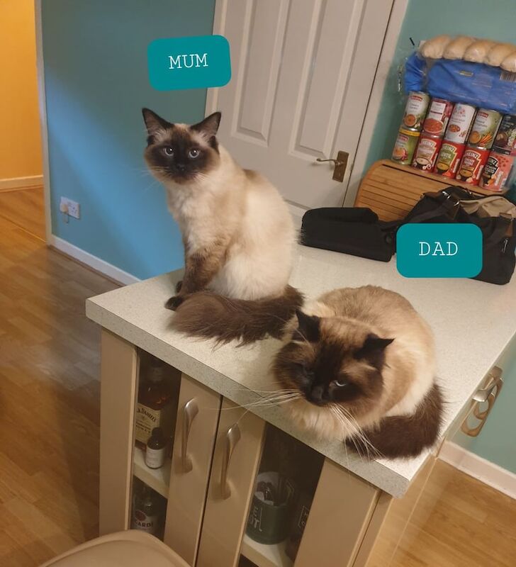 5 fluffy Sealpoint ragdoll kittens for sale in Holywell, Bedfordshire | Image 3