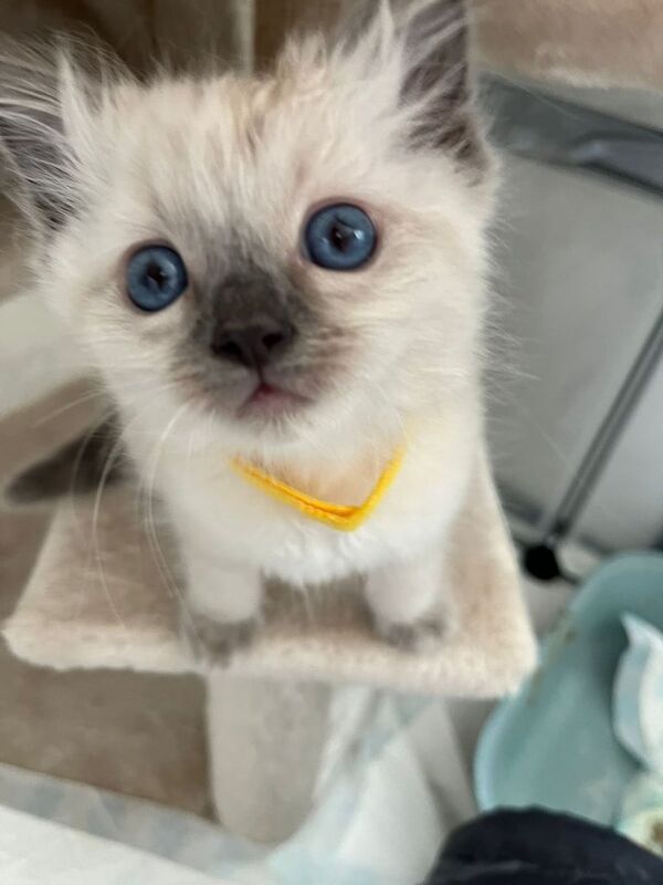 5 fullbreed ragdoll kittens for sale in Chelmsley Wood, West Midlands