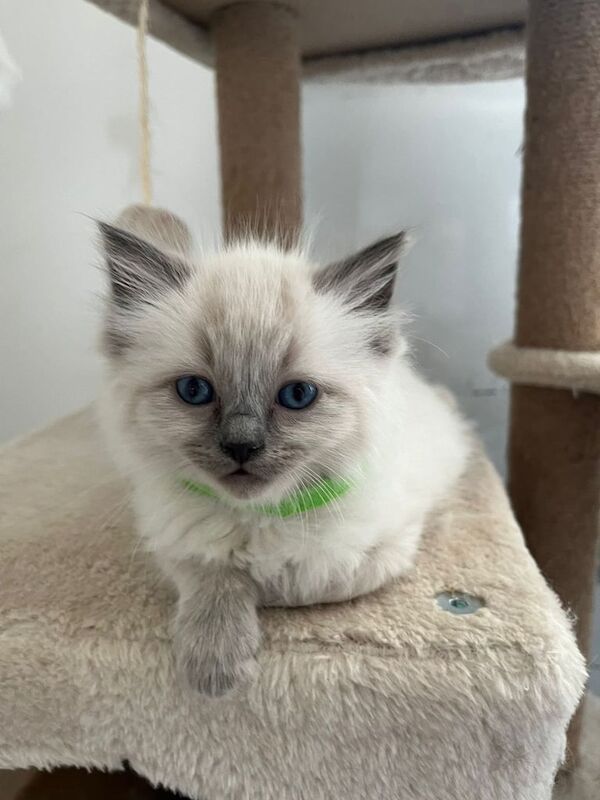 5 fullbreed ragdoll kittens for sale in Chelmsley Wood, West Midlands | Image 2