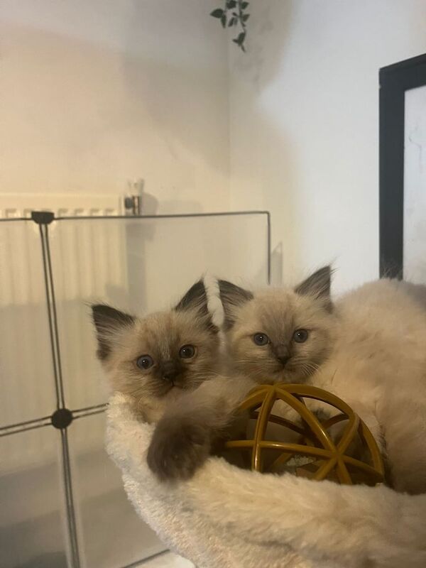 5 fullbreed ragdoll kittens for sale in Chelmsley Wood, West Midlands | Image 3
