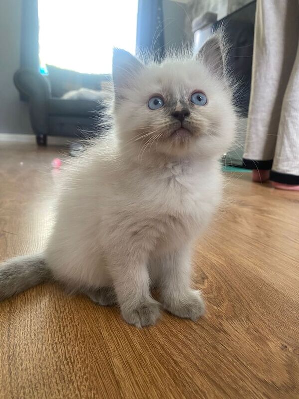 5 gorgeous fluffy ragdoll kittens for sale in Middlesbrough, North Yorkshire