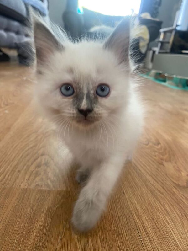 5 gorgeous fluffy ragdoll kittens for sale in Middlesbrough, North Yorkshire | Image 2