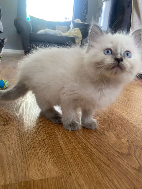 5 gorgeous fluffy ragdoll kittens for sale in Middlesbrough, North Yorkshire | Image 3