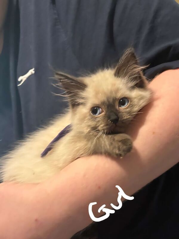 Ragdoll kittens for sale in Durham, Durham – 11 weeks old