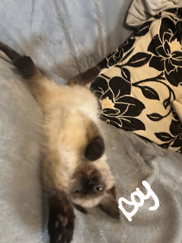 Ragdoll kittens for sale in Durham, Durham – 11 weeks old - Image 2 of 3