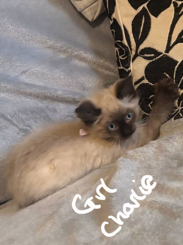 Ragdoll kittens for sale in Durham, Durham – 11 weeks old - Image 3 of 3
