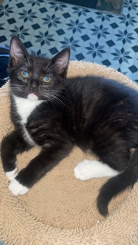 Ragdoll kittens for sale in Wallingford, Oxfordshire – 10 weeks old