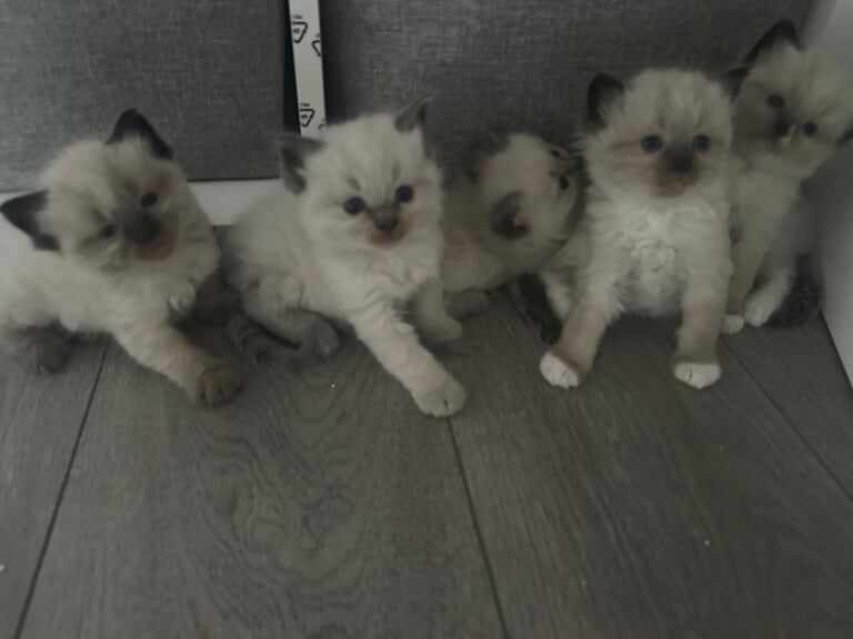 5 little kittens looking for a new lovely home for sale in South Side, City of Edinburgh