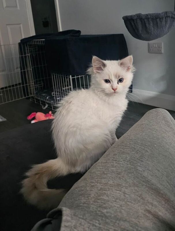 5 Month Pure Ragdoll Girl for Sale