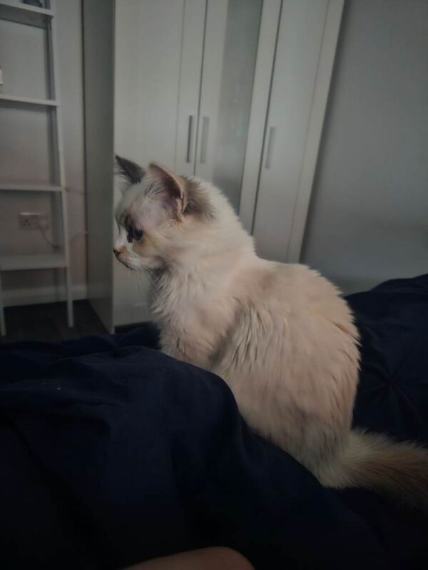 5 Month Pure Ragdoll Girl for Sale - Image 2 of 5