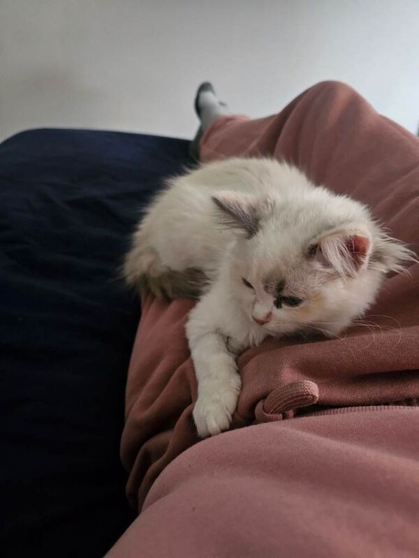 5 Month Pure Ragdoll Girl for Sale - Image 3 of 5