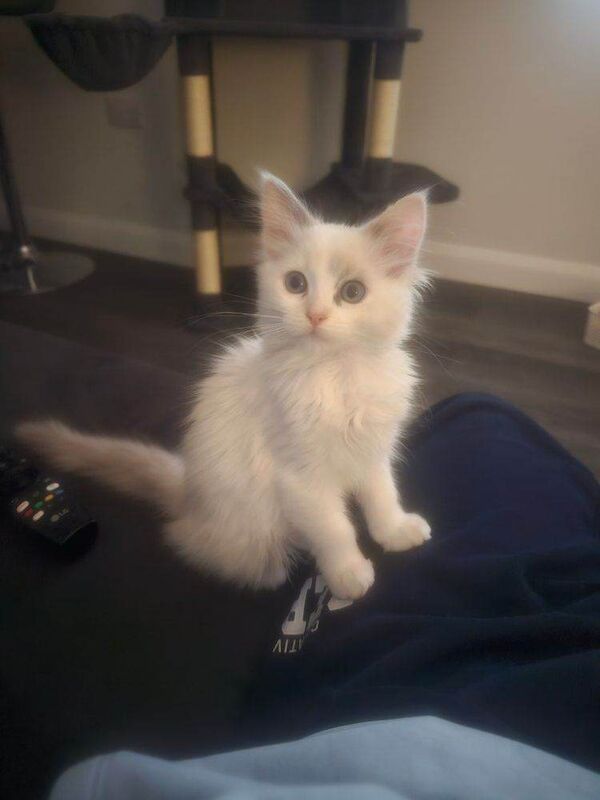 5 Month Pure Ragdoll Girl for Sale - Image 4 of 5