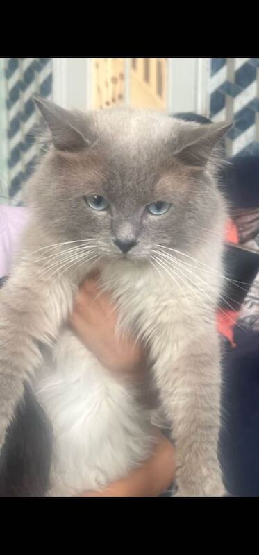 5 Month Pure Ragdoll Girl for Sale - Image 5 of 5