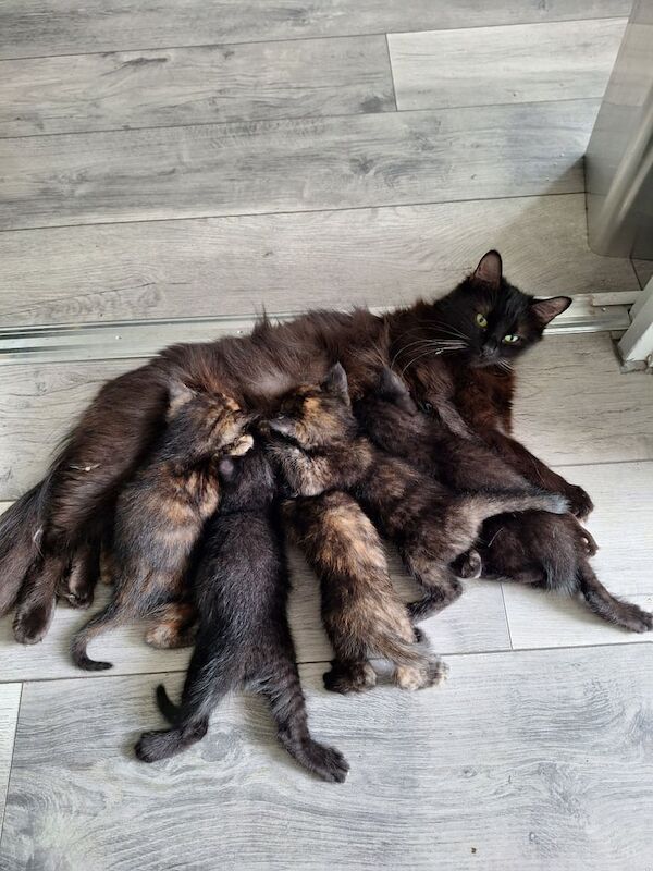 Ragdoll kittens for sale in Worthing, West Sussex – 5 weeks old