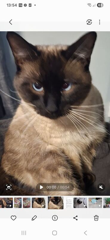 Ragdoll kittens for sale in Worthing, West Sussex – 5 weeks old - Image 2 of 3