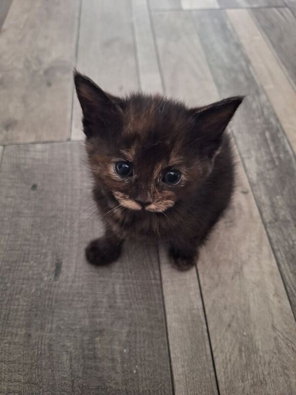 Ragdoll kittens for sale in Worthing, West Sussex – 5 weeks old - Image 3 of 3