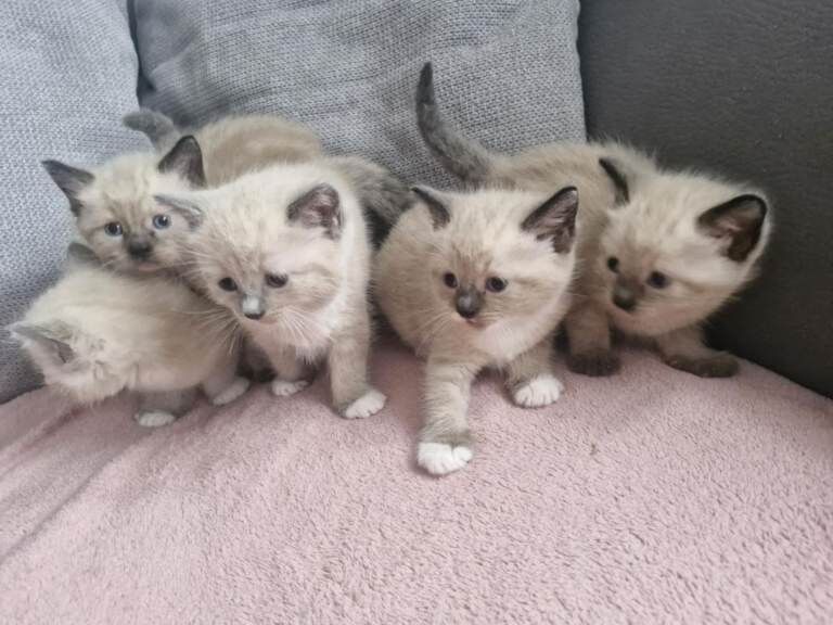 Ragdoll kittens for sale in Sandwell, West Midlands – 9 weeks old