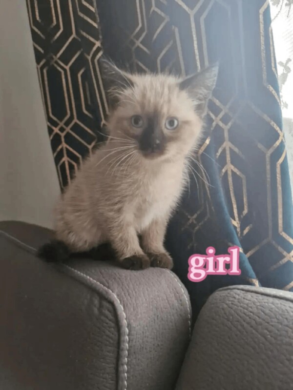 Ragdoll kittens for sale in Sandwell, West Midlands – 10 weeks old - Image 2 of 4