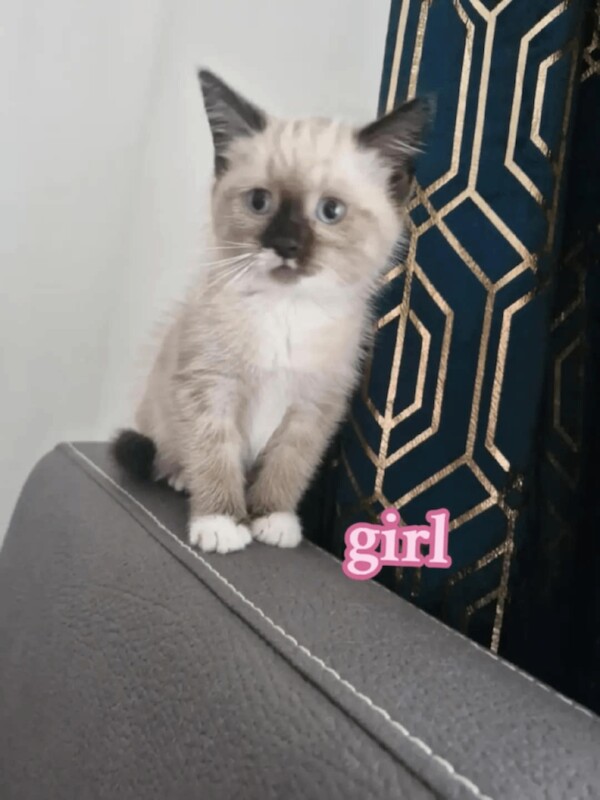 Ragdoll kittens for sale in Sandwell, West Midlands – 10 weeks old - Image 3 of 4