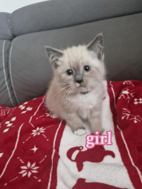 Ragdoll kittens for sale in Sandwell, West Midlands – 10 weeks old - Image 4 of 4