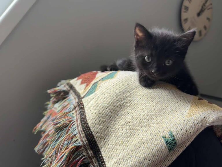 Ragdoll kittens for sale in Banbury, Oxfordshire – 9 weeks old