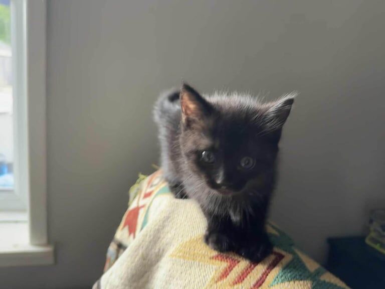 Ragdoll kittens for sale in Banbury, Oxfordshire – 9 weeks old - Image 3 of 3