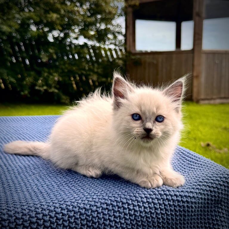 Ragdoll kittens for sale in Dromara, County Down – 8 weeks old