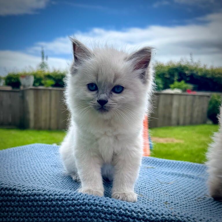 Ragdoll kittens for sale in Dromara, County Down – 8 weeks old - Image 2 of 3